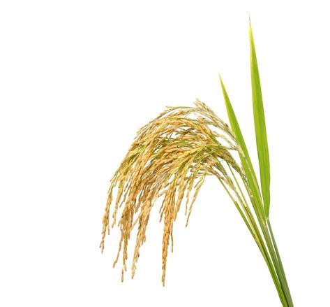 Rice Png, Rice Plant, Comic Reference, Burger Menu, Food Projects, Rice Grain, Jasmine Rice, Edamame, Flowers Nature