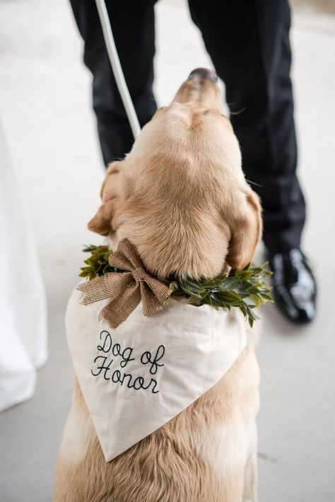 Dog in bandana that says "dog of honor". From article "how to include your dog in your wedding" by Photography by Jo, a Virginia wedding photographer based in Staunton. Click through to read tips on how to include pets in your wedding. Dog Wedding Announcement, Dog Wedding Witness, Dog Bringing Rings Wedding, Wedding Ideas Dog Ring Bearer, Wedding Dog Harness, Dog Of Honor Bandana, Unique Wedding Ideas With Dogs, Cute Things For Wedding, Dog Wedding Ideas Ceremony