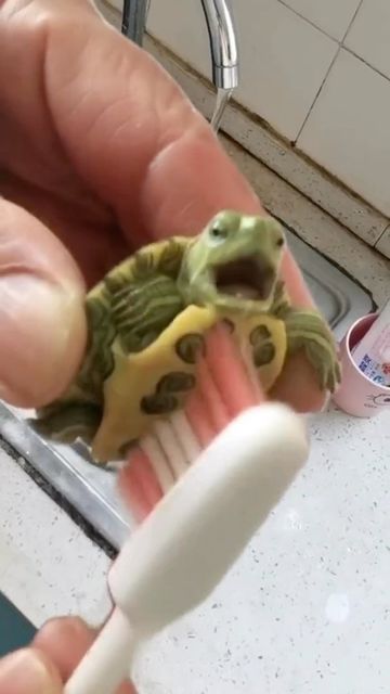 Cute Turtle, Fresh Fish, Tag A Friend, Never Forget, Reptiles, Turtles, Fish