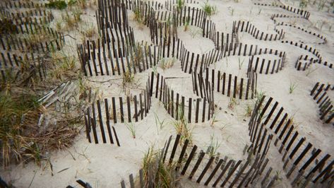 Firewalking: The Institute of Queer Ecology on Fire Island - Serpentine Galleries Queer Ecology, Frank O Hara, Fire Island Pines, Fire Island, Twelfth Night, On Fire, Ecology, Art Art, Beach House