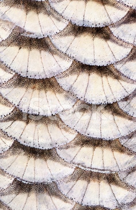 Photos Of Fish, Image Of Fish, Fish Animal, Exquisite Corpse, Scale Drawing, Fish Scale Pattern, Fishing Pictures, Mermaid Pattern, Macro Photos