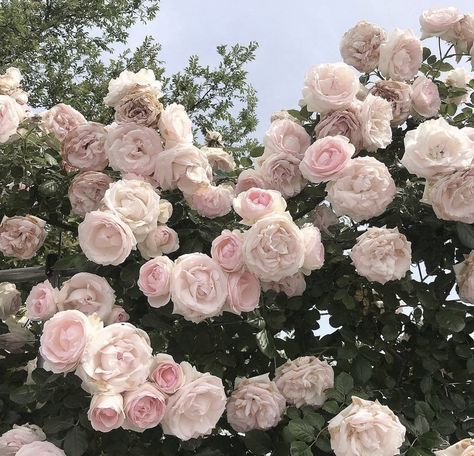 #pinkroses #rosesaesthetic #rosegold Pink Icon Wallpaper, Rosé Core, Icon Wallpaper, Nothing But Flowers, Flower Therapy, Pink And White Flowers, Slow Life, Spring Aesthetic, Pretty Plants