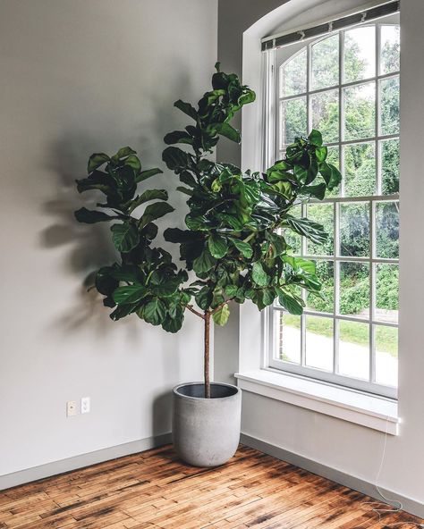 Hilton Carter, Best Indoor Trees, Low Maintenance Indoor Plants, Tree Pot, Fiddle Leaf Tree, Indoor Trees, Fiddle Leaf Fig Tree, Inside Plants, Faux Tree