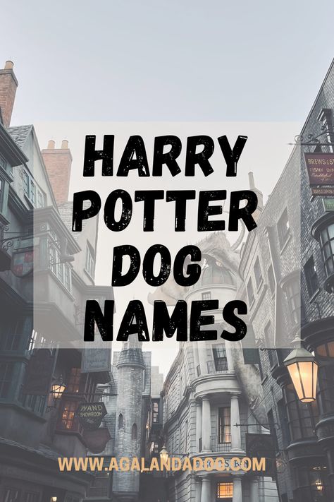 photo of diagon alley.  text reads Harry Potter dog names. Dog Names After Characters, Harry Potter Names Pets, Harry Potter Name Ideas, Harry Potter Pet Names, Harry Potter Dog Names, Male Pet Names, Harry Potter Names, Dog Names Female, Witchy Names