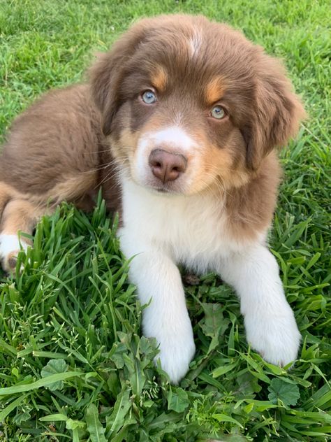 res tri australian shepherd puppy Tri Australian Shepherd, Mini Australian Shepherd, Australian Shepherd Puppy, Shepherd Puppy, Shepherd Puppies, Australian Shepherd, Future Kids, Cute Dogs, Puppies