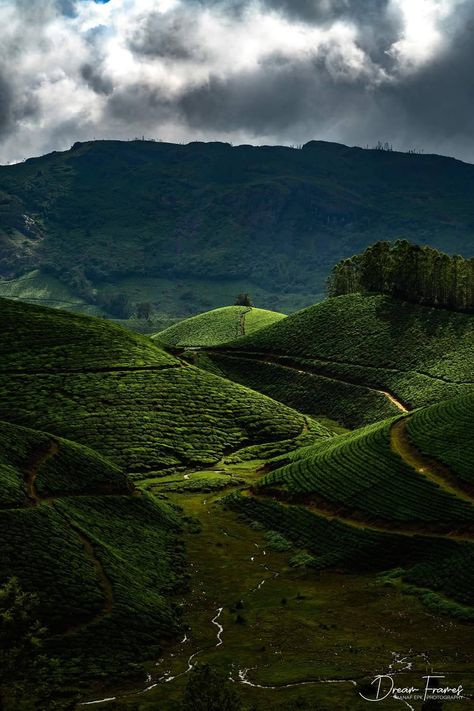 Tourist Places To visit in kerala | Beauty of Kerala- Tourism Kerala Scenery Nature, Munnar Wallpaper, Tea Estate Photography, Kerala Beauty Nature, Munnar Aesthetic, Munnar Photography Kerala, Munnar Photography, Kerala Munnar, Kerala Beauty