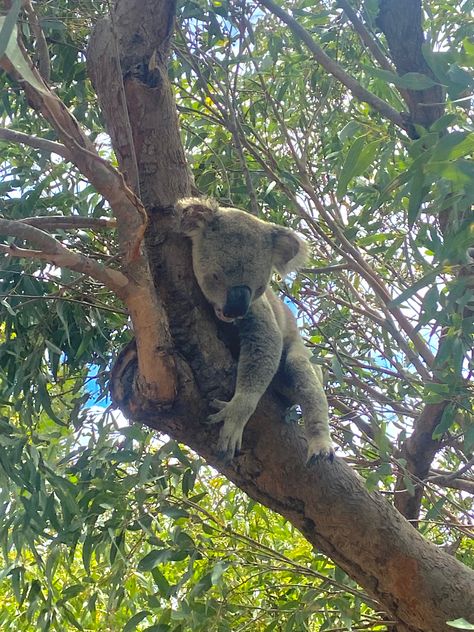 Magnetic Island Magnetic Island, Island Aesthetic, Cairns, Koala Bear, Queensland, Koala, Vision Board, My Life, Australia