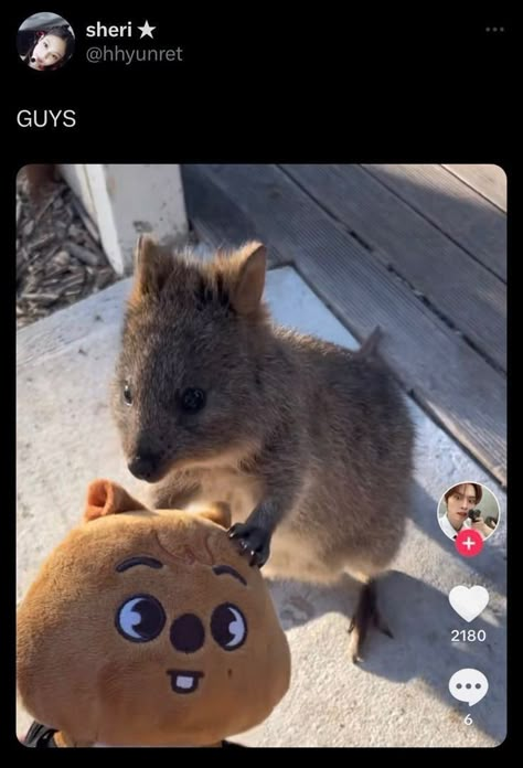 Han Quokka, Silly Kids, Baby Squirrel, About Animals, Skz In Cute, Losing A Child, Savage Kids, Kid Memes, Kpop Entertainment