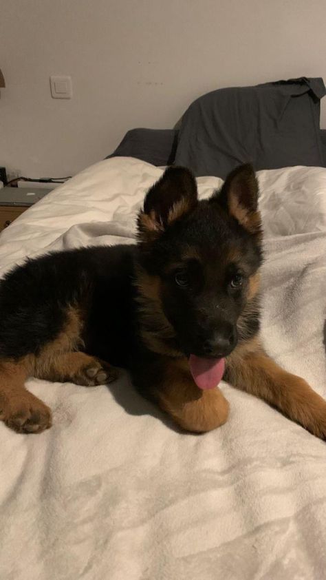 Mini German Shepherd, Puppy German Shepherd, Baby German Shepherds, German Sheperd Dogs, Cute German Shepherd Puppies, Dog Mommy, German Shepherd Puppy, Cute Animals Puppies, Gsd Puppies