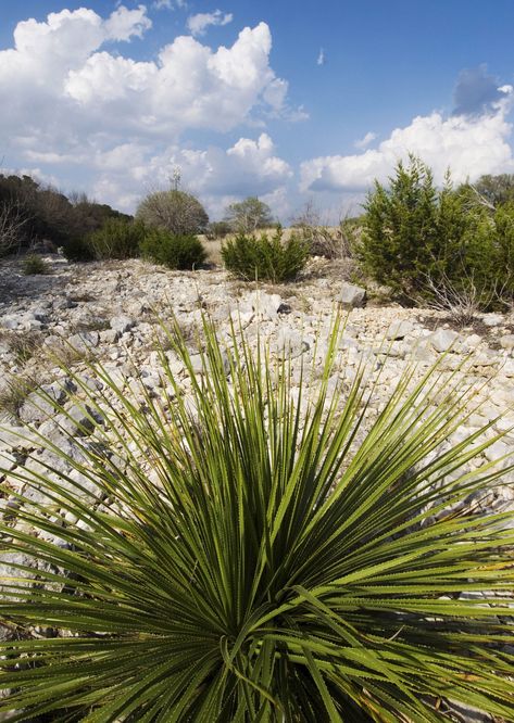 Getting To Know, Tequila, The Locals, Chihuahua, Bar, Drinks, Plants