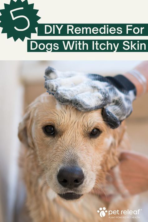 golden retriever being scrubbed with soap. text says "5 diy remedies for dogs with itchy skin" Natural Dog Spray For Itching, Dog Sensitive Skin Remedy, What Can I Do For My Dogs Itchy Skin, How To Treat Dogs Itchy Skin, How To Help My Dog Stop Itching, Shampoo For Dogs With Itchy Skin, Anti Itch Remedy For Dogs, My Dog Has Dry Itchy Skin, Dog With Dry Itchy Skin