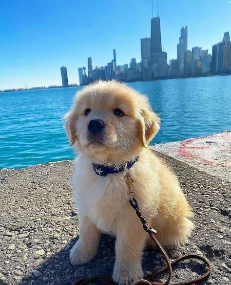 Perros Golden Retriever, Cute Fluffy Dogs, Cutest Puppy Ever, Cute Puppy Wallpaper, Wow Photo, Golden Retriever Puppies, Very Cute Puppies, Really Cute Puppies, Super Cute Puppies