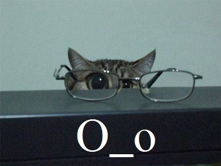 Reddit Funny, Cat Glasses, Wearing Glasses, Silly Animals, Silly Cats, Cats Meow, Funny Animal Pictures, Crazy Cat Lady, Baby Cats