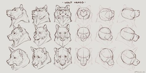 Head Drawing Reference, Wolf Head Drawing, Taran Fiddler, Wolf Base, Wolf Poses, Draw Better, Head Angles, Canine Drawing, Head Drawing