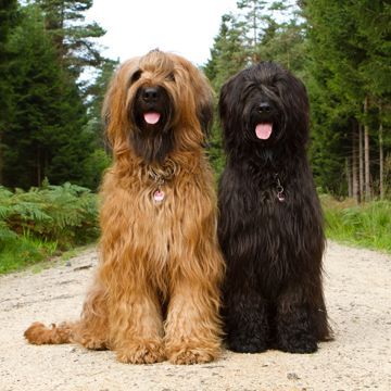 Briard Dog, Dog Zodiac, Black Russian Terrier, Every Dog Breed, Skai Jackson, Dog Pee, Hypoallergenic Dogs, Dog Dental Care, Cheap Dogs