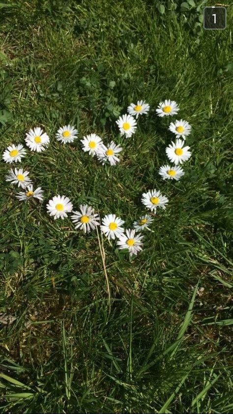 Aesthetic Daisy Pictures, Daisy Core, Daisies Aesthetic, Sage Pictures, Daisy Picture, Daisy Aesthetic, Basil Omori, Field Of Daisies, Daisy Field