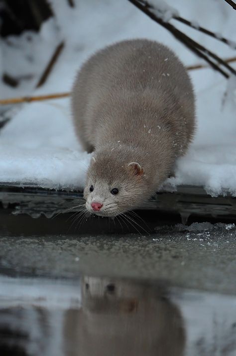 . Otter Love, Little Critter, Cute Animal Pictures, Sweet Animals, An Animal, Animal Photo, Ferret, Animals Friends, Otters