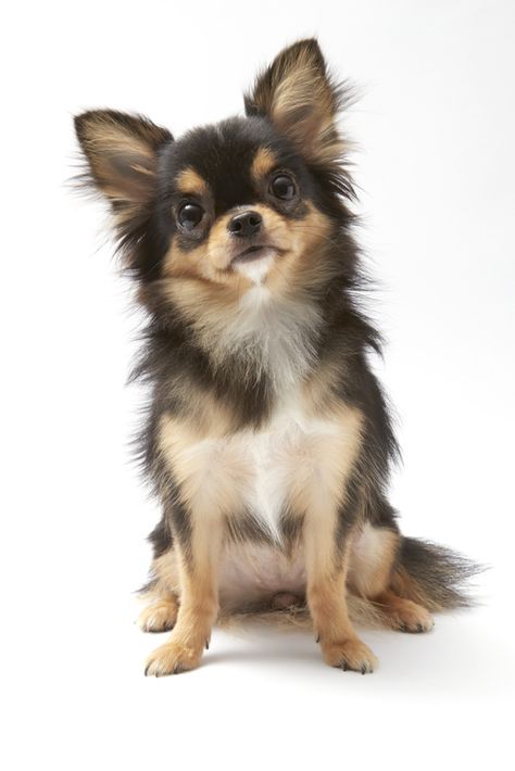 Long Haired Chihuahua Puppies, Cutest Small Dog Breeds, Black Chihuahua, Baby Chihuahua, Cute Small Dogs, Long Haired Chihuahua, Chihuahua Lover, Cute Chihuahua, Chihuahua Love