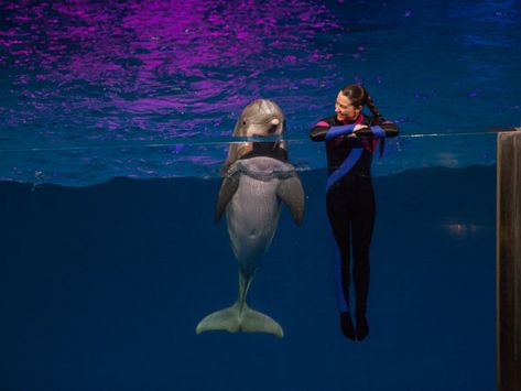 Dolphin Trainer, Aquarium Animals, Future Marine, Wildlife Biology, Beluga Whales, Animal Learning, Marine Wildlife, Georgia Aquarium, Undersea World