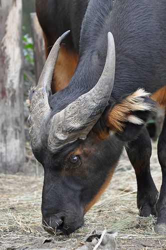 Horned Animals, African Forest, Animals With Horns, Buffalo Animal, African Buffalo, Mule Deer, Wild Beauty, Manx, Animal Photos