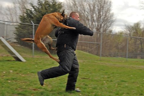 Dog, Man, Attacking, Canine, Training, Jumping, Running Dog Attacking, Puppy Obedience Training, Positive Dog Training, Animal Attack, Easiest Dogs To Train, Dog Attack, Basic Dog Training, House Training Dogs, Dog Training Advice