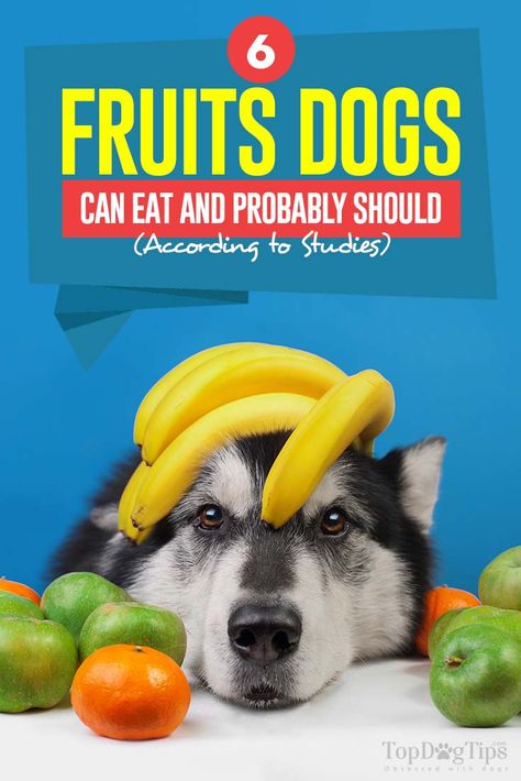 6 Best Fruits Dogs Can Eat and Likely Must (according to science) Fruit Dogs Can Eat, Dog Science, Fruits For Dogs, Foods Dogs Can Eat, Dog Nutrition, Dog Diet, Dog Food Storage, Dog Allergies, Animal Nutrition