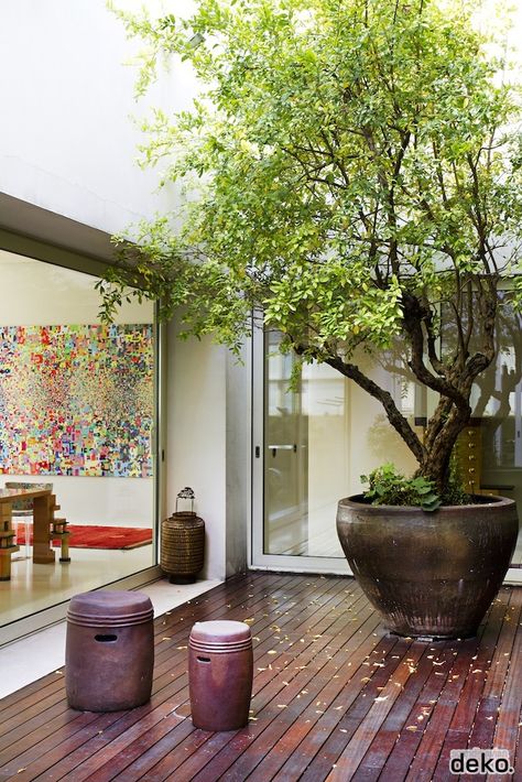 Exterior inspiration Tree Garden Design, Indoor Courtyard, Tree Interior, Modern Courtyard, Indoor Tree, Small Courtyard Gardens, Boho Patio, Courtyard Design, Indoor Trees