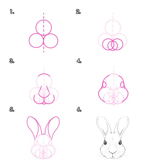 How to Draw Animals: Hares and Rabbits - Tuts+ Design & Illustration Tutorial__rabbit Bunny Anatomy Drawing, How To Draw A Rabbit Face, How To Draw A Rabbit Step By Step, How To Draw A Animal, Rabbit Face Drawing, How To Draw Bunny, Rabbit Anatomy, Tags Drawing, How To Draw Animals