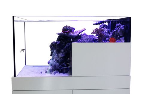 Just in time for the holidays, seen for the first time at RAP California this past weekend, the Artisan Drop-Off aquarium from Mode Aquariums is the first all-glass model to hit US market. A unique 75 gallon footprint is molded into a perfect drop-off peninsula to make this tank a visual feast. As many of… Modern Aquarium, Barber Ideas, Reef Tank Aquascaping, Wall Aquarium, Saltwater Fish Tanks, Reef Tanks, Marine Tank, Otters Cute, Aquarium Supplies