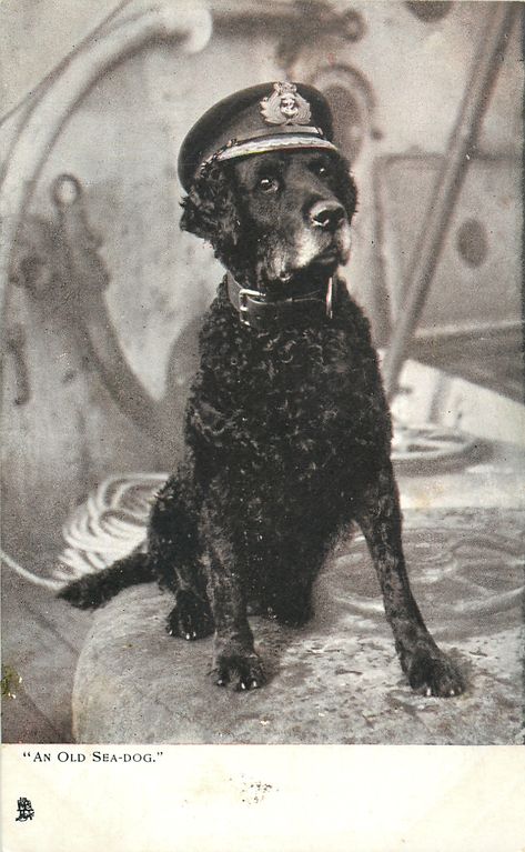 Curly Coated Retriever, Sea Dog, Old Dog, Animal Study, Water Dog, Antique Postcard, Old Dogs, Vintage Dog, Cat Care