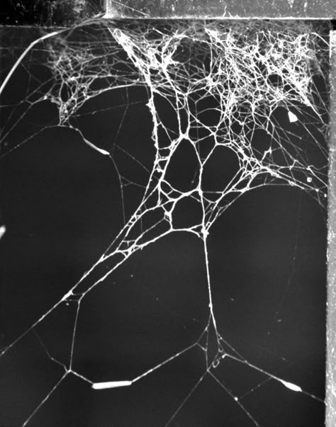 🕸🕸 Spider Web, My Pictures, Art