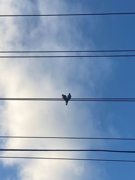 Two Birds On A Wire Aesthetic, Bird Instagram Story, Two Birds Aesthetic, Two Birds On A Wire, Bird On Wire, Birds Wallpaper Hd, Black Mask Aesthetic, Dump Pics, Color Photoshop