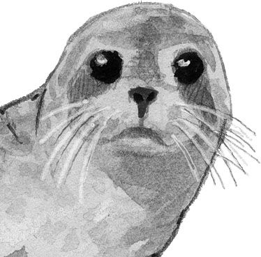 How to Draw Sea Lions, Seals, and Otters oh my! (video) Sea Lion Art, Redmer Hoekstra, John Muir Laws, Draw Sea, Lion Sketch, Face Structure, Lion Drawing, Ocean Tattoos, A Seal