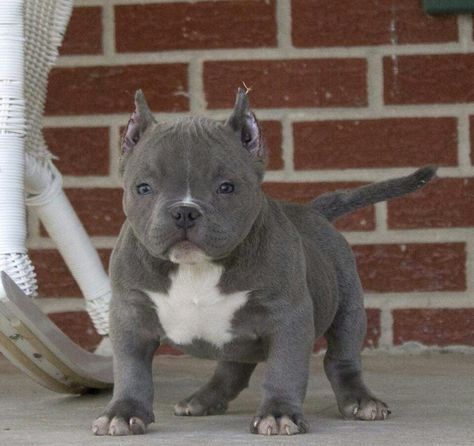 Baby Bully Blue/White Pit Bulls, Bully Blue, Pitbull Dog Puppy, Bully Dogs, Bully Breeds Dogs, Bully Dog, Pitbull Puppies, Bull Terrier Dog, Bully Breeds