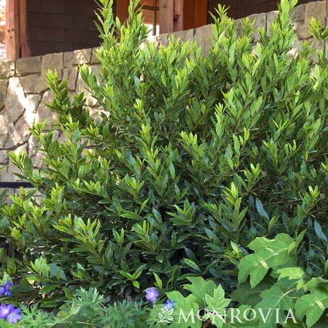 Laurel Shrub, Landscaping Around Trees, Edible Gardening, Monrovia Plants, Patio Trees, Laurus Nobilis, Gardening Zones, Plant Catalogs, Specimen Trees