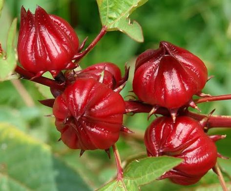 Bibi: Think About This Before Taking The Popular Hibiscu... Hibiscus Seeds, Hibiscus Sabdariffa, Seed Storage, Healthy Seeds, Short Plants, Rare Seeds, Red Hibiscus, Seed Saving, Hibiscus Tea