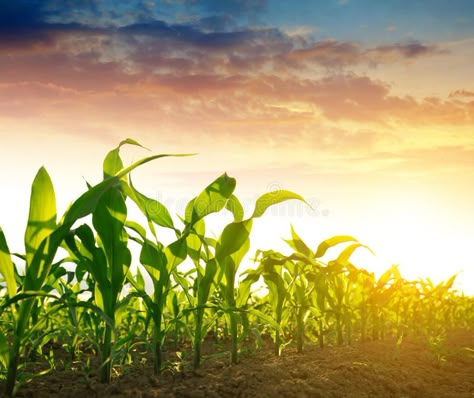 Corn Crop, Corn Maize, Forest Plants, Drip Irrigation System, Plant Cell, Drip Irrigation, Soil Health, Maize, Photosynthesis