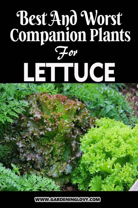 Lettuce is a household ingredient for a variety of meals. If you are looking to grow lettuce via companion planting, then read about lettuce companion plants and what not to plant along with benefits in this post. Plants Benefits, Buttercrunch Lettuce, Planting Lettuce, Grow Lettuce, Red Lettuce, Growing Cilantro, Garden Companion Planting, Outdoor Herb Garden, Bucket Gardening