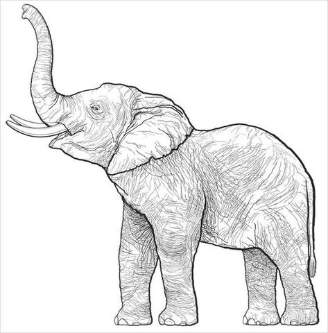 Elephant Painting Side View, Sketches Of Elephants, Elephant Side View Drawing, Elephant Side View, Elephant Face Drawing, Elephant Head Drawing, Elephant Art Drawing, Elephant Line Drawing, Elephant Icon