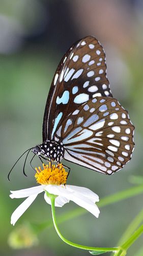 200_DSC_1607 | by Klaus S. Henning Tiger Butterfly, Photo Papillon, Brown Butterfly, Moth Caterpillar, Butterfly Species, Flying Flowers, 강아지 그림, Blue Tiger, Butterfly Photos