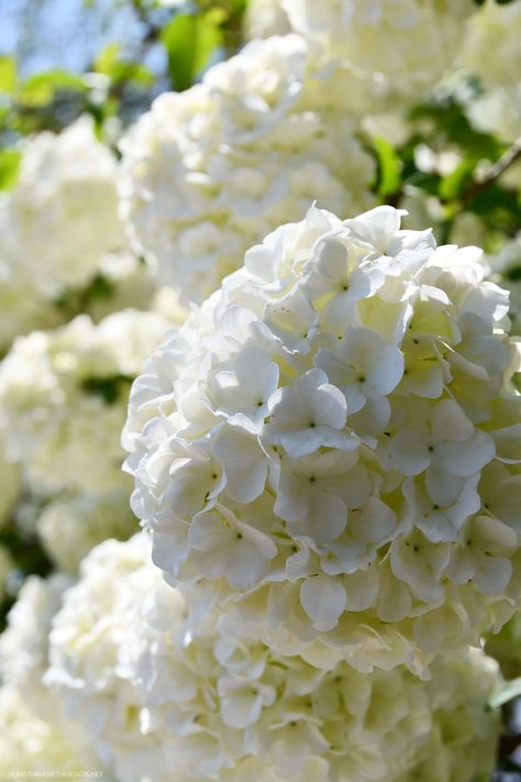 Snowball Viburnum | ©homeiswheretheboatis.net #lake #LKN #spring #flowers White Hydrangea Aesthetic, Viburnum Bouquet, Hydrangea Planting, Flower Sketchbook, Plant Bedroom, Plant Tattoos, Snowball Viburnum, Wallpaper Plants, Hydrangea White