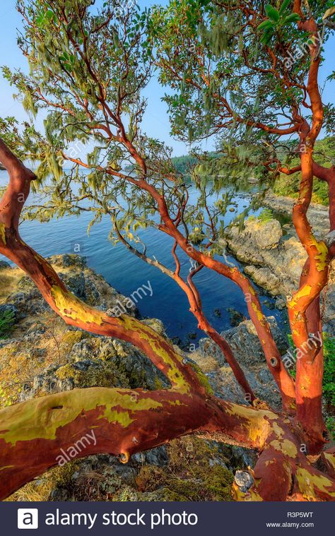 Pacific madrone (Arbutus menziesii) on ... Madrone Tree, Arbutus Tree, Canada Images, Branch Art, Forest Painting, Abstract Flower Painting, Forest Art, Tree Forest, Vancouver Island