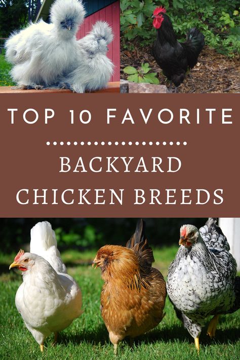 Chickens Garden, Chickens Backyard Breeds, Backyard Hens, Oklahoma Living, Attainable Sustainable, Urban Chicken Farming, Chicken Care, Chicken Manure, Types Of Chickens