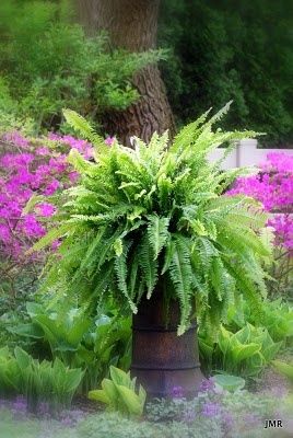 Chimney Pot/Fern #Christmas Chimney Pots Garden Ideas, Chimney Pot Planter Ideas, Pot Planter Ideas, Chimney Pot Planter, Fern Christmas, Christmas Chimney, Rosehill Cottage, Chimney Pots, Fern Garden