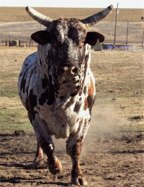 Winter Cowgirl, Bull Pictures, Bucking Bulls, Longhorn Cattle, Bull Cow, Bull Riding, Cowboy Art, Wild Creatures, Book Ideas