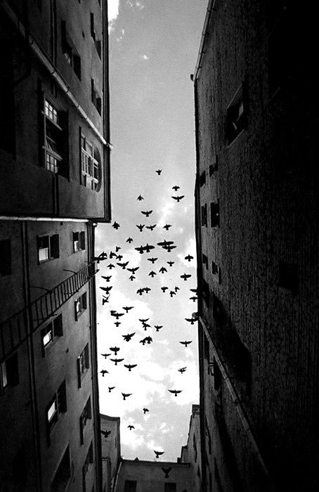 Fragment of space Black And White Birds, Art Noir, Black And White Photograph, Foto Art, Black And White Aesthetic, White Picture, City Photography, Jolie Photo, Black White Photos