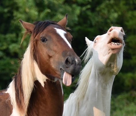 Horse Expressions, Person On A Horse Reference, Horse Lying Down Reference, Bald Face Horse, Horses Being Silly, Farm Animal Paintings, Funny Horse Pictures, Wild Animals Photography, Horse Anatomy