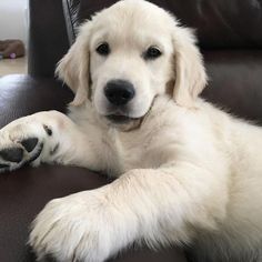 #goldenretriever Golden Retriever Training, Cream Golden Retriever, Puppy Boy, Akc Breeds, Golden Retriever Mix, Dog Ideas, White Dog, Golden Retriever Puppy, Retriever Puppy