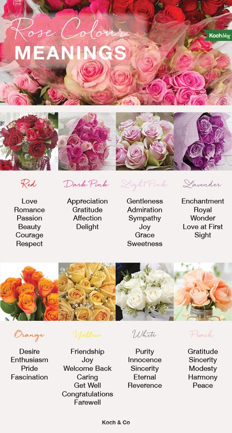 Rose Colors And Meanings, Roses Meaning Color, Rose Colour Meaning, Names That Mean Rose, Rose Meanings, Roses Meaning, Kinds Of Roses, Colour Meanings, Roses Colors