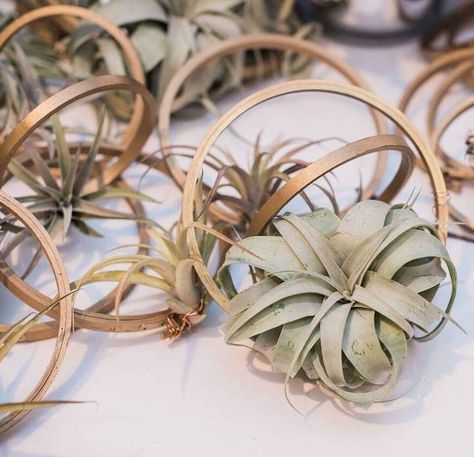 For a modern wedding favor opt in for metal geometric holders with air plants, they also make for great tablescape decor! Air Plant Wedding Favor, Air Plants Wedding, Guest Party Favors, Plant Favors, Easy Favors, Flower Favor, Plant Wedding Favors, Modern Wedding Favors, Plant Wedding